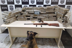 Cão da polícia civil em frente a uma mesa com diversos tabletes de droga, armas e munição