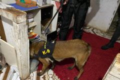 Cão policial em farejando armário