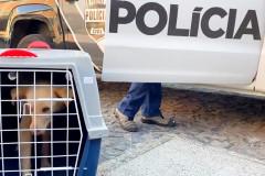 Um dos cães resgatados dentro de uma gaiola de transporte. Ao fundo, viatura da polícia civil.