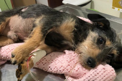 Cachorro resgatado deitado em uma mesa, recebendo cuidados médicos