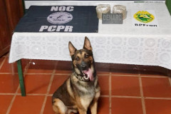 Cão policial em frente à mesa com droga apreendida