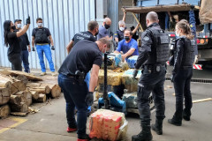 Diversos policiais transportando as drogas