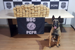 Polícia Civil usa cães de faro para reforçar ações contra o tráfico de drogas