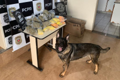 Cão policial ao lado de droga apreendida