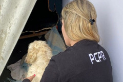 PCPR prende em flagrante casal por maus-tratos a cachorros em Curitiba 