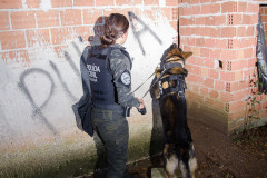 Ações com cães policiais da PCPR resultam na apreensão de 87% mais armas em 2023 