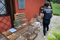 PCPR prende nove pessoas e apreende 390 animais silvestres em operação contra organização criminosa ligada ao tráfico de animais