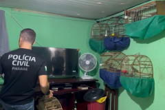 PCPR prende homem por tráfico de animais e maus-tratos em Curitiba