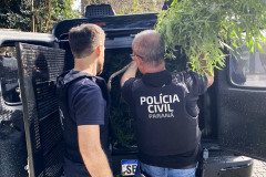 PCPR prende homem em flagrante e apreende pés de maconha em Curitiba