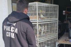 PCPR prende suspeito por maus-tratos de animais em Colombo