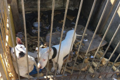 PCPR prende suspeito de manter cães em extremas situações de maus-tratos