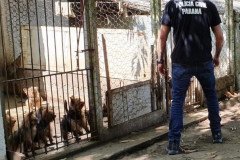 PCPR fecha canil clandestino e resgata 46 cães de raça em Curitiba