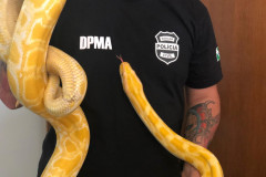 PCPR apreende cobra Píton de 3 metros em Curitiba
