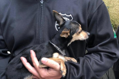 PCPR autua homem suspeitos de maus tratos a dois cães em Curitiba