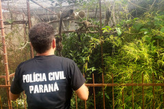 PCPR prende homem por manter ilegalmente macacos saguis em cativeiro na Capital