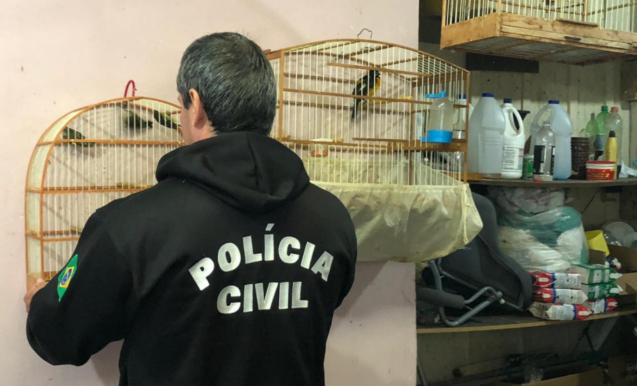 PCPR prende comerciante de aves silvestres na Capital