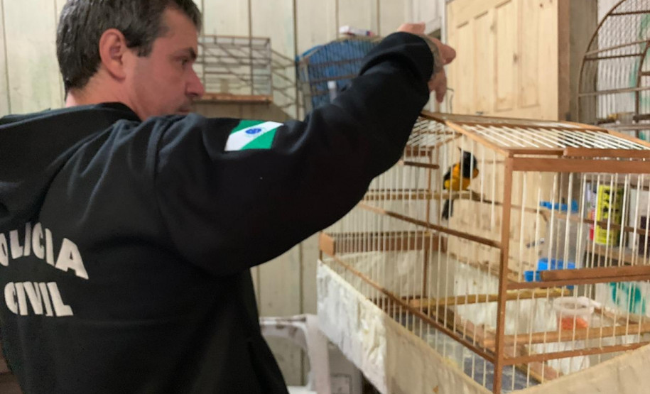 PCPR prende comerciante de aves silvestres na Capital
